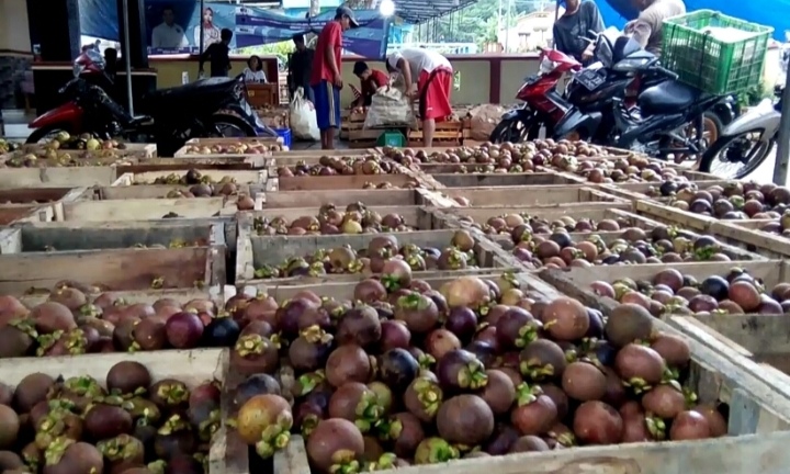 Terbesar Produksi Manggis di Lampung. Ini Lima 5 Kecamatan Penyuplai Buah Manggis di Tanggamus