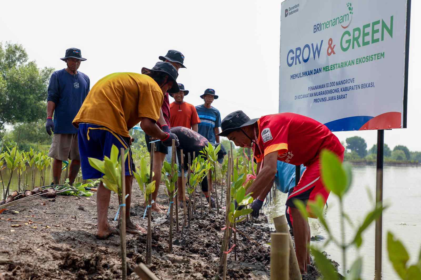 Selamatkan Lingkungan Ekosistem Pesisir, BRI Tanam 10.000 Pohon Mangrove di Muara Gembong