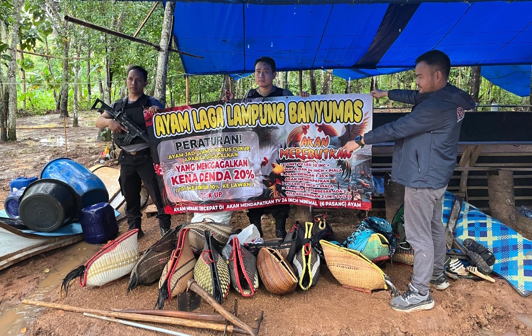 Pelaku Judi Sabung Ayam dan Koprok di Pringsewu Kabur,Polisi Hanya Amankan Barang Bukti