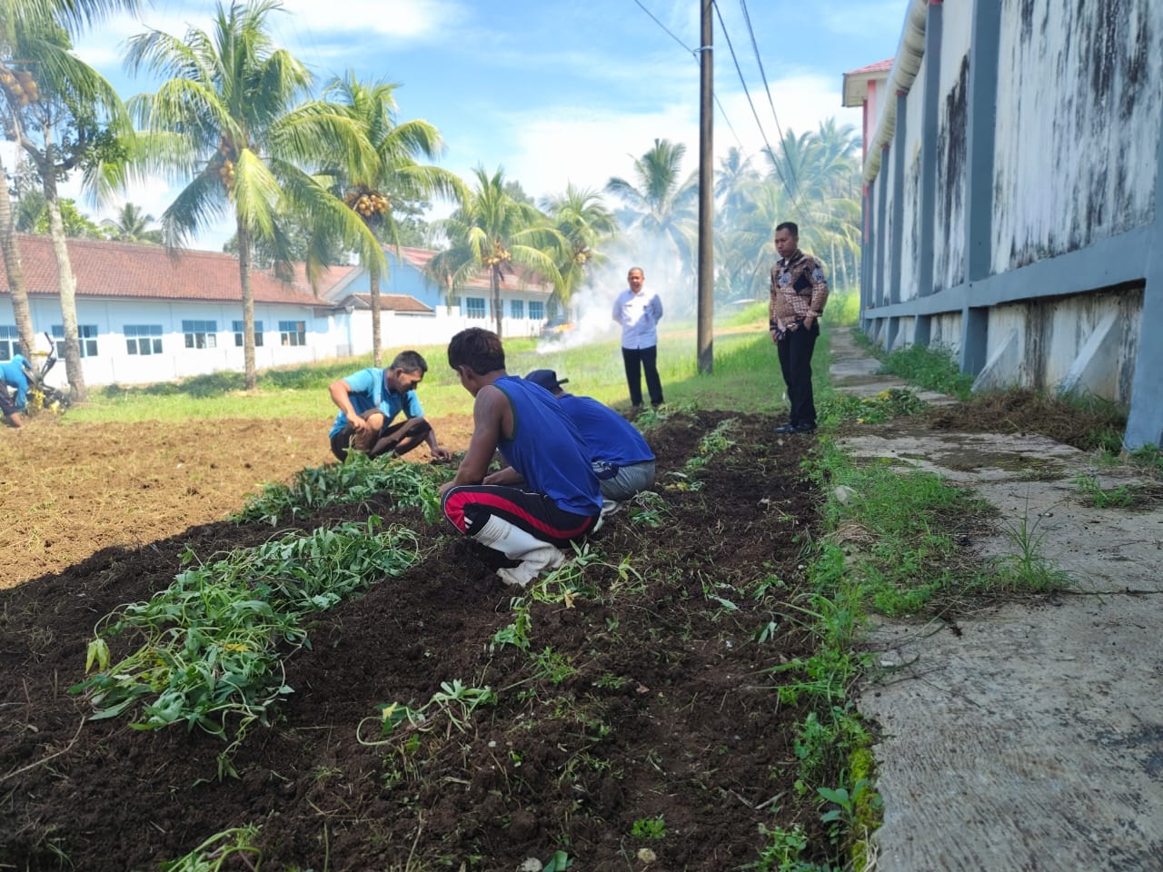 Wujud Nyata Program Akselerasi Menteri Imipas, Lapas Kotaagung Libatkan Wabin Tanam Ubi Cilembu