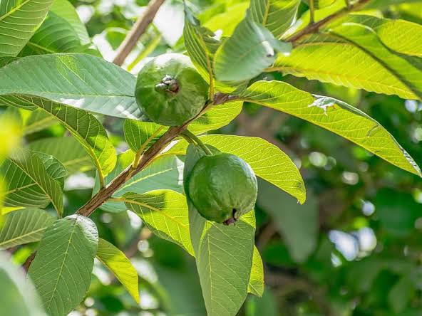 Ragam Manfaat Daun Jambu Biji untuk Kesehatan, Salah Satunya Obat Diare 