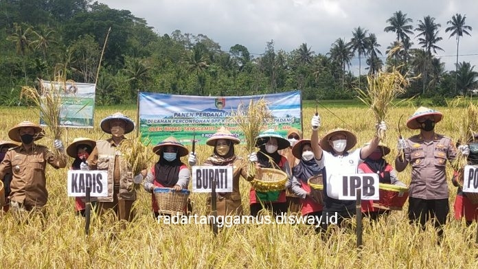 Lima Kabupaten Penghasil Produksi Padi Terbesar di Lampung