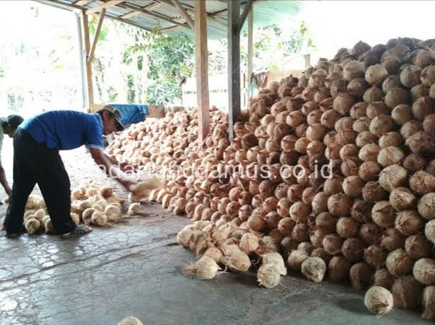 7 Kecamatan dengan Produksi Kelapa Terbanyak di Kabupaten Tanggamus Lampung