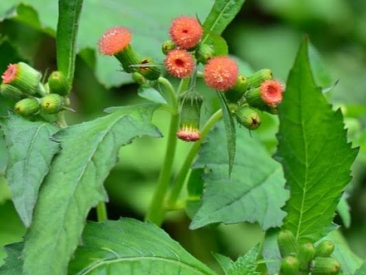 7 Manfaat Daun Sintrong untuk Kesehatan 