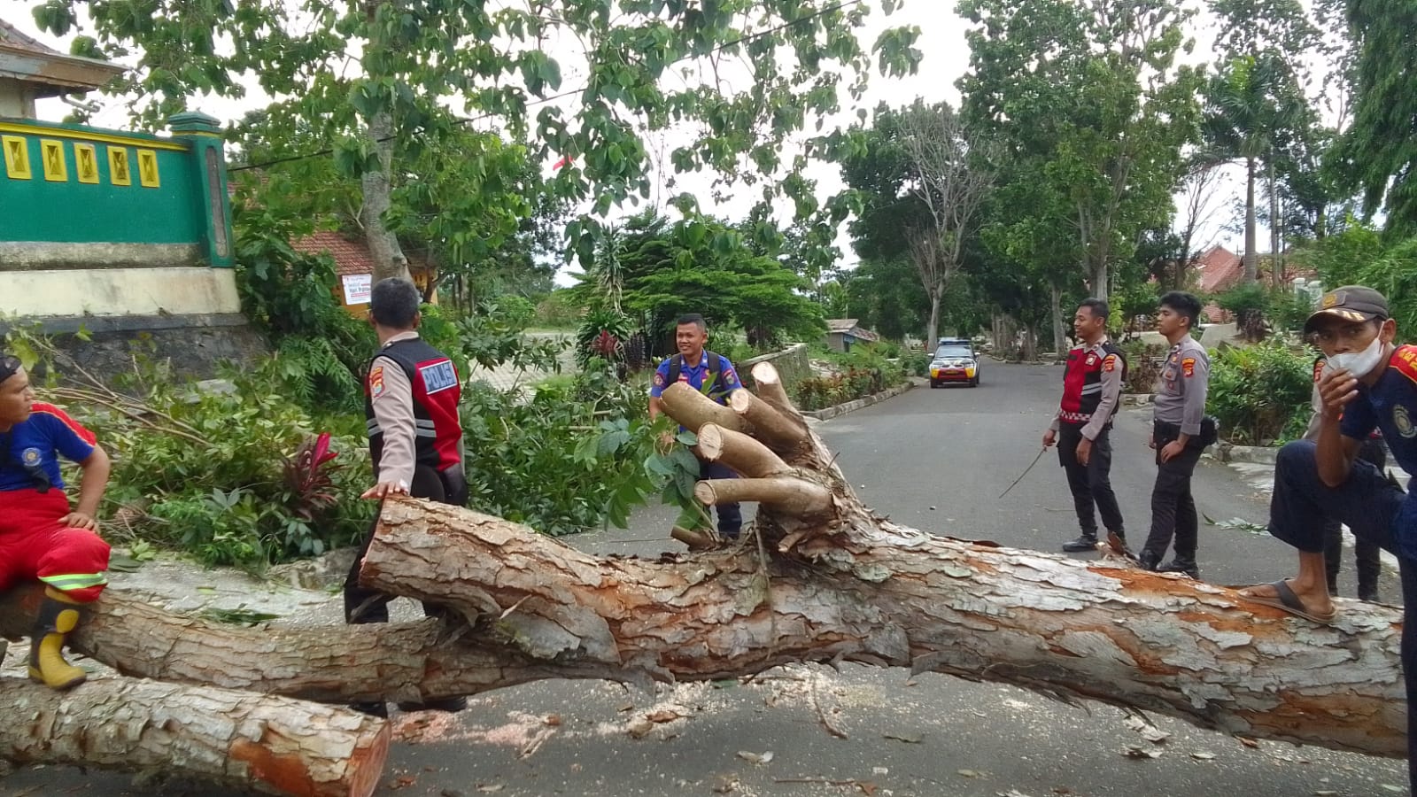 Banyak Pohon Tumbang Disebabkan Angin Kencang, Dinas Damkarmat Tanggamus Imbau Warga Ekstra Hati-hati