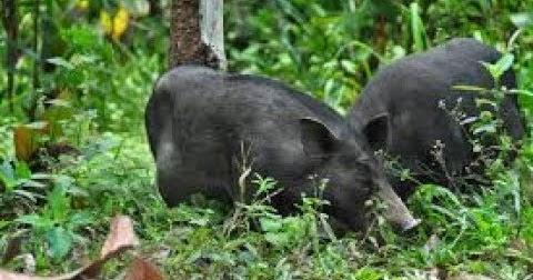 Tanaman Petani Karang Berak Dirusak Hama Babi Dan Monyet