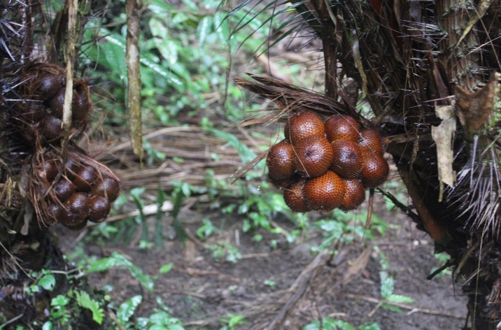 Selain Dapat Menurunkan Berat Badan Berikut Manfaat Buah Salak Untuk