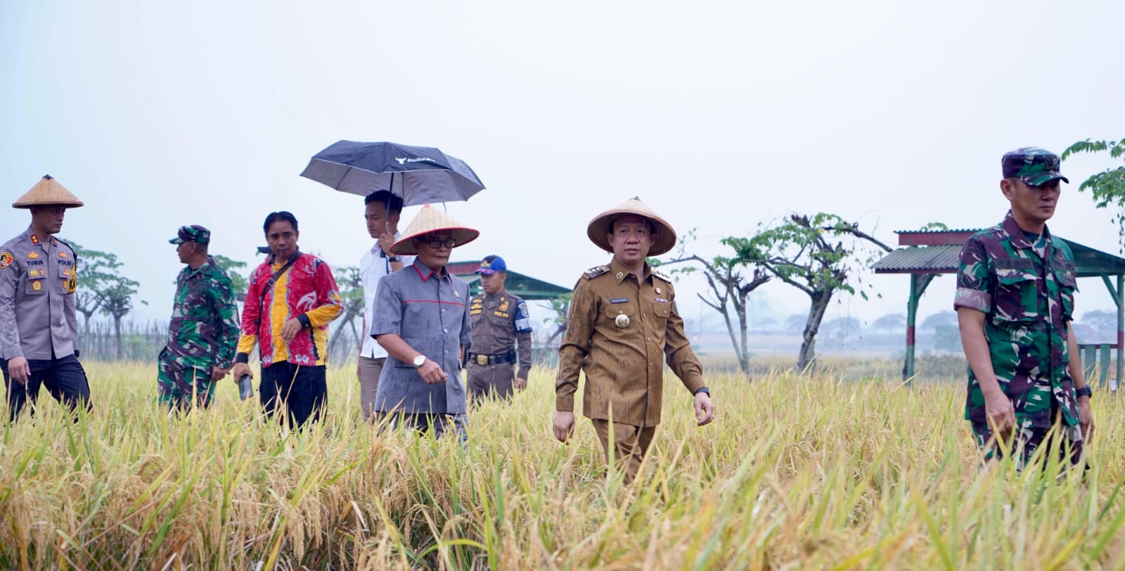 5 Hektar Lahan Sawah Metode TOT di Pringsewu di Panen Perdana