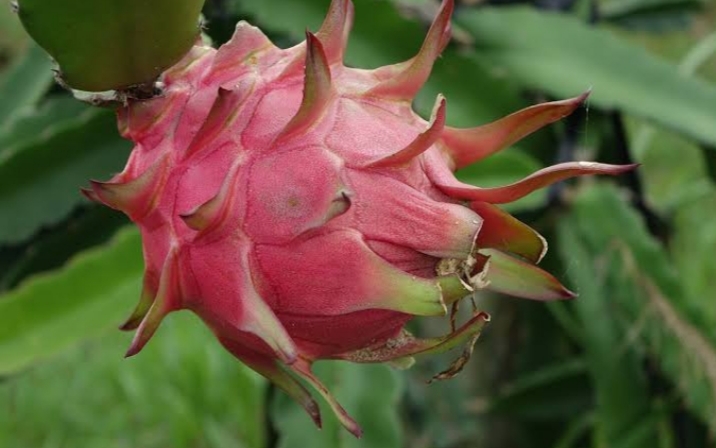 Selain Dapat Menjaga Kesehatan Kulit, Berikut Manfaat Buah Naga Untuk Kesehatan