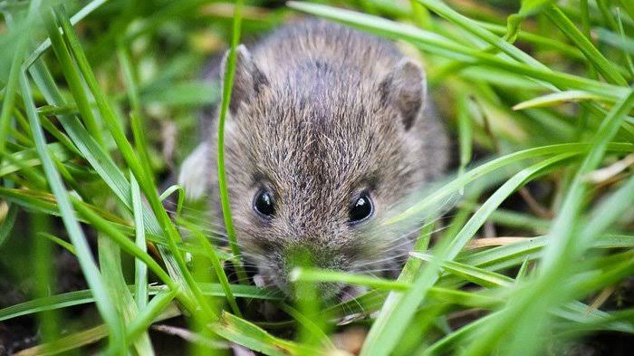 Tikus Menyerang Padi, UPT Menghimbau Petani