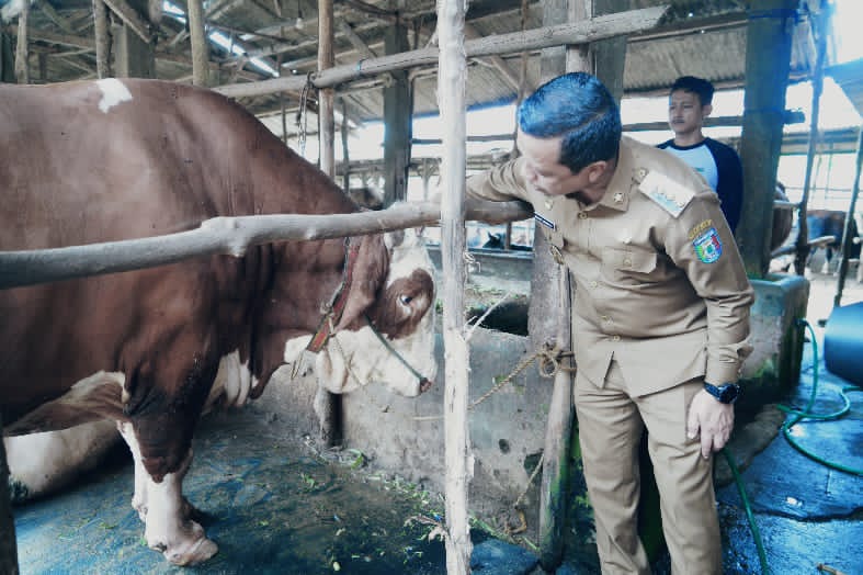 Bupati Pringsewu Terima Sapi Kurban Dari Presiden Prabowo Berbobot 1,1 Ton 
