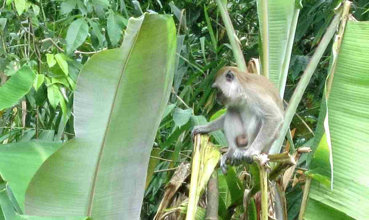 Petani Pisang Di Tanggamus Merugi. Belum Panen Sudah Di Serang Kawanan Monyet