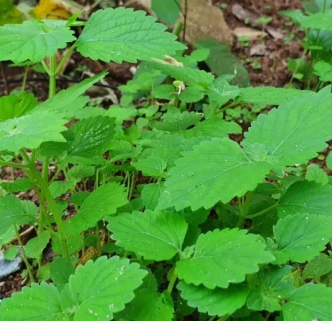 6 Manfaat Konsumsi Daun Jintan, Yang Jarang Diketahui Salah satunya Dapat Mengatasi Gangguan Pernafasan 