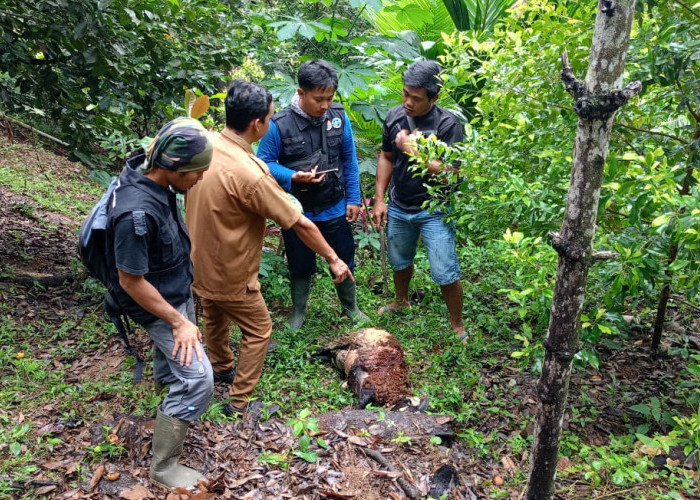 Geger! Harimau Sumatera Masuk ke Perkampungan Warga Pekon Sedayu dan Mangsa Ternak Kambing