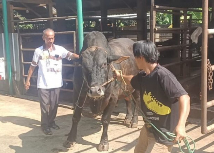 Sapi “Ireng” Nyaris 1 Ton Asal Lampura Dipilih Jadi Kurban Presiden Prabowo 
