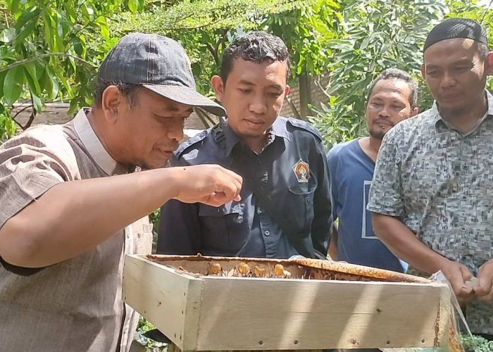 Budidaya Lebah Klanceng, Peluang Usaha Yang Menjanjikan