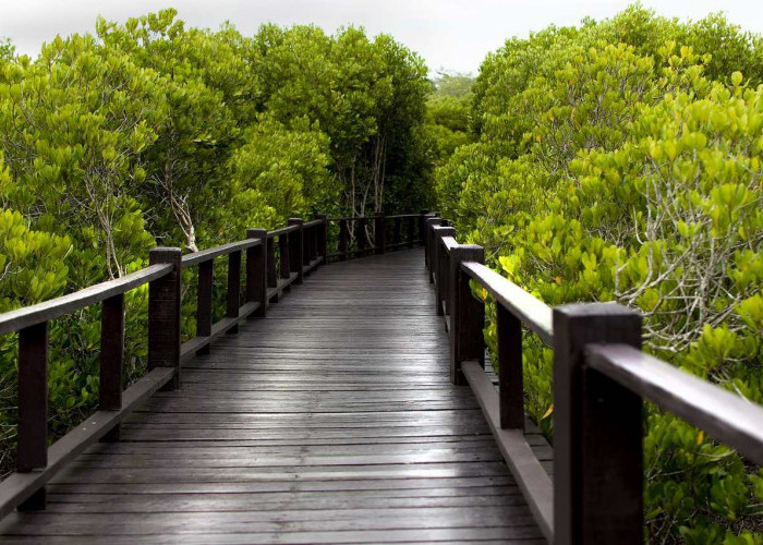 5 Wisata Hutan Mangrove di Indonesia, Salah Satunya Ada di Lampung