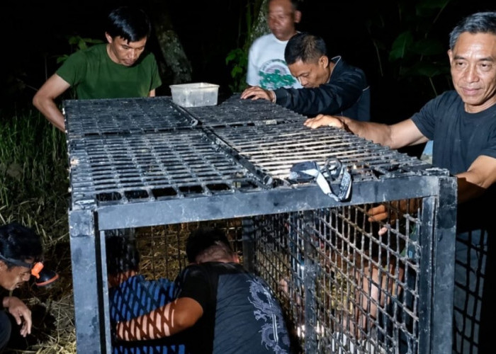 Beruang Masuk Kebun Warga Tanggamus, BKSDA Pasang Kandang Jebak
