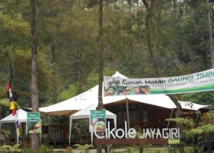Bikin Hati Adem Ini 6 Lokasi Hutan Pinus di Lembang Jawa Barat, Berikut Fasilitasnya