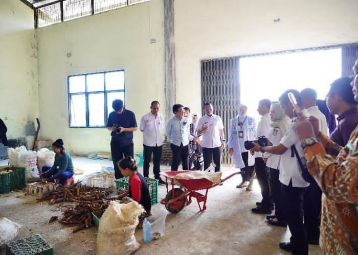 Kementerian Koperasi Tinjau Sentra Mocaf Pringsewu, Dorong Jadi Penggerak Ekonomi dan Ketahanan Pangan