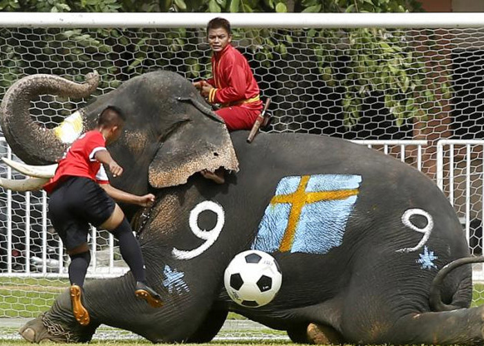 Di Lampung Ada Gajah Main Bola, Loh. Gak Percaya, Kunjungi Aja Taman Ini