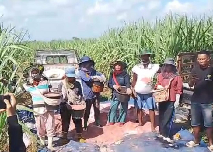 Program Perluasan Tebu Dongkrak Pendapatan Petani Lampung Utara