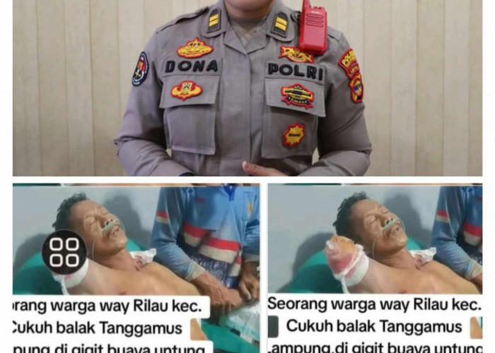 Kabar Mengenai Warga Diserang Buaya di Way Rilau Tanggamus Dipastikan Hoaks 