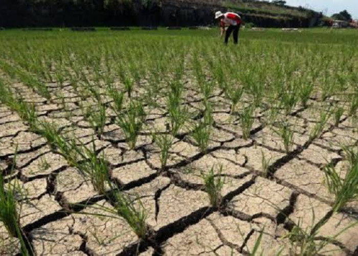 Suhu Bumi Semakin Panas, BMKG : Krisis Pangan Jadi Ancaman Nyata