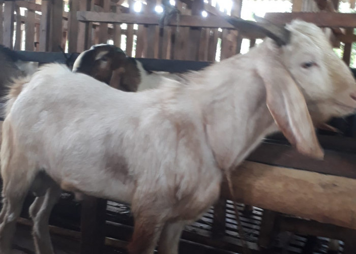 Selain Gratis Ongkir, Beli Kambing Disini Juga Gratis Perawatan Hingga Pakan Ternak. 