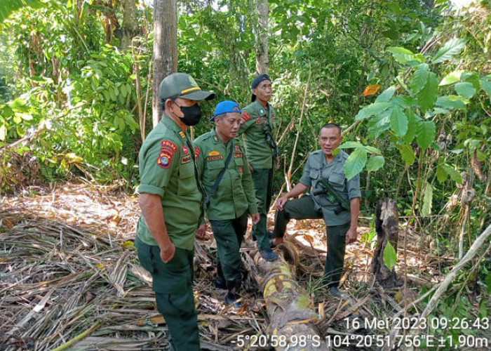 Belasan Gajah Liar Masih Berada di Blok III