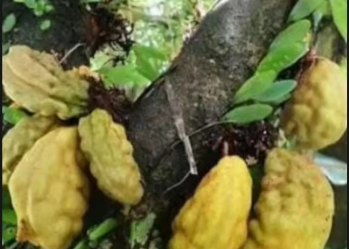 Ini 5 Khasiat Buah Namnam untuk Kesehatan Buah Berwarna Hijau Kuning Ini Memilki Ragam Manfaat