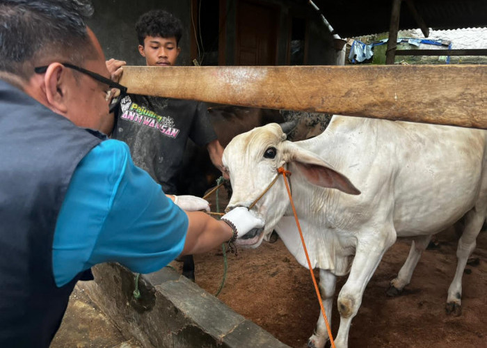 Lampung Kerahkan 1.229 Petugas, Pengawasan Hewan Kurban Idul Adha 2026 Diperketat