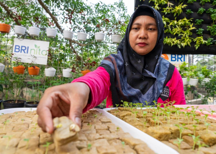 BRI Diakui atas Peran Nyata dalam Urban Farming dan Pemberdayaan Perempuan