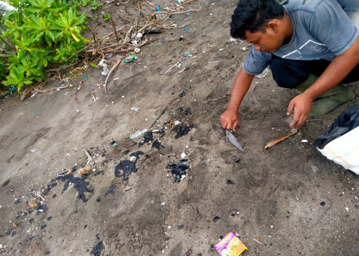 Limbah Hitam Diduga Aspal Ditemukan di Pesisir Pantai Tanggamus, Lampung 