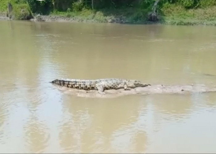 Awas, Banyak Buaya di Sungai Semaka