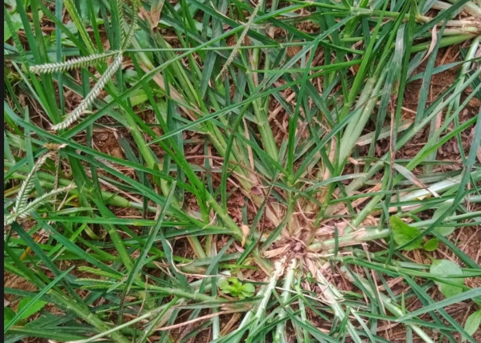 6 Manfaat Rumput Belulang Untuk Kesehatan Yang Kerap Dianggap Hanya Tumbuhan Liar 