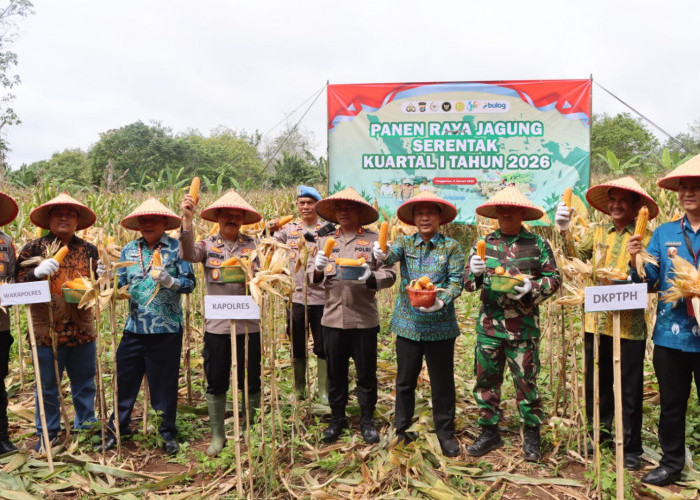 Awal Tahun 2026, Polres Tanggamus dan Pemda Panen Perdana Jagung 