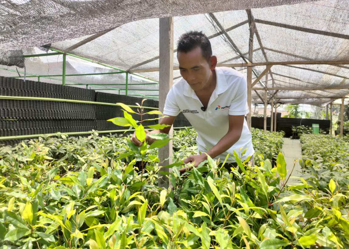 Dari Bibit Hijau ke Cuan Miliaran, KUPS Binaan PGE Ulubelu Ikut Menjaga Hutan Lampung