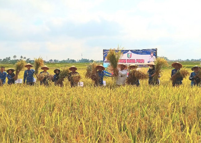 Bupati Pringsewu Panen Raya Padi di Pekon Fajaragung 