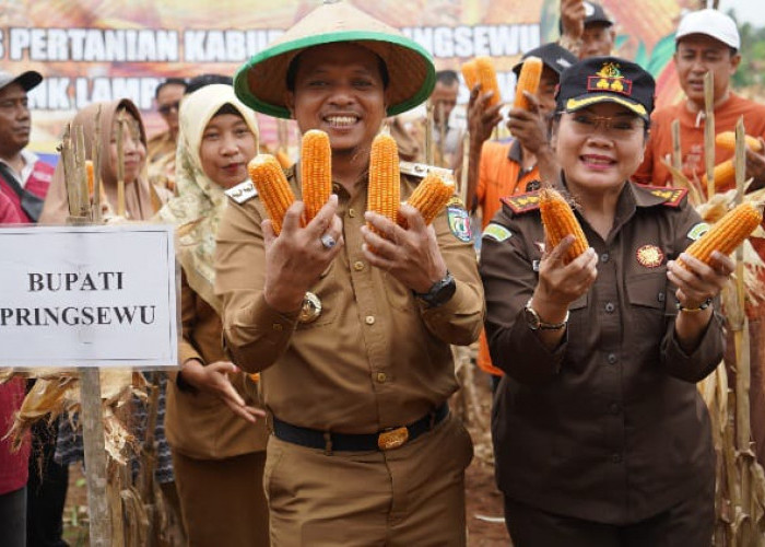 Pemkab Pringsewu Dukung Upaya Pengembangan Jagung Sebagai Komoditas Strategis 