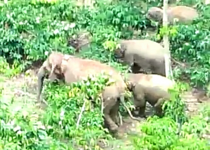 Sudah 4 Hari, Gajah Liar masih di Wilayah Pekon Sedayu Tanggamus