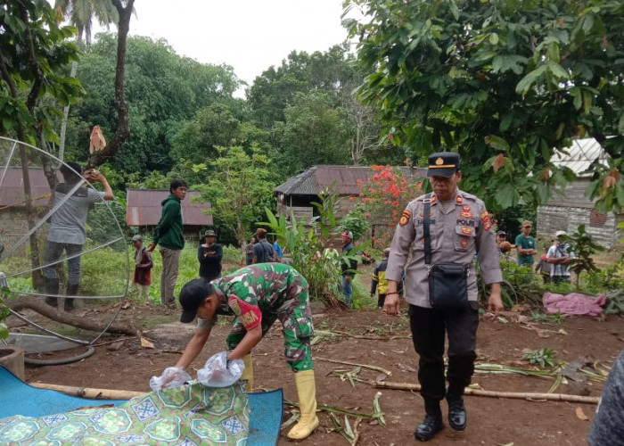 Diserang Kawanan Gajah Lansia di Tanggamus Tewas Mengenaskan