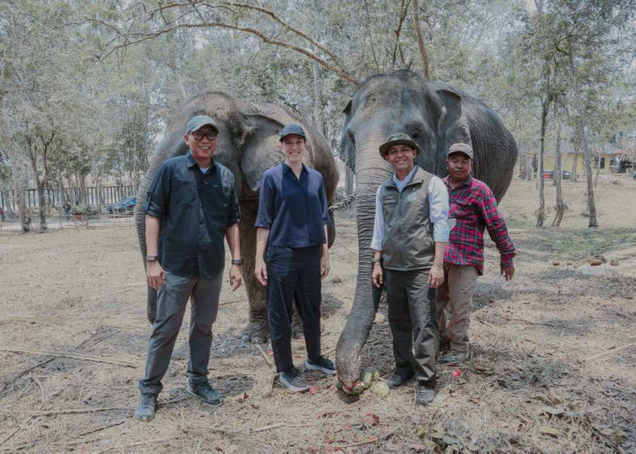 Menhut dan Gubernur Lampung Tinjau Mitigasi Konflik Gajah di Way Kambas