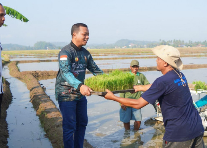 Bupati Pringsewu Tanam Padi Perdana Corporate Farming 
