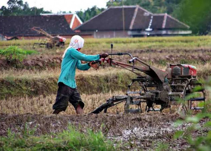 Tinggalkan Kerbau, Petani Gunakan Traktor Bajak Sawah