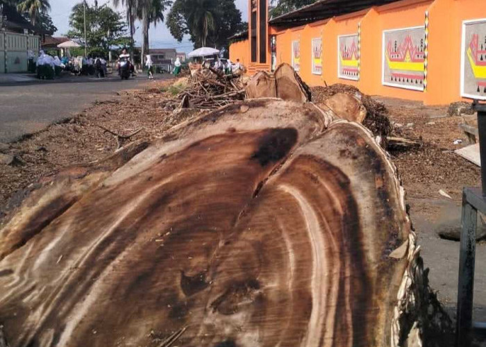 Pohon Tua Lapangan Merdeka Kota Agung Ditebang, Pemkab Siapkan Kawasan Olahraga dan Ruang Publik Baru