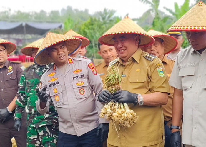 Panen Perdana Bawang Putih Grade A di Ulubelu, Bupati Tanggamus Siapkan Perluasan Lahan