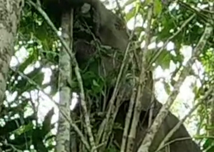 Belasan Gajah Ngamuk di Blok III, Rusak Tanaman Kopi dan Pisang