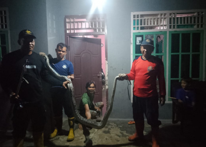 Tim Rescue Damkarmat Tanggamus Tangkap Ular Sanca Sepanjang 3 Meter di Pugung