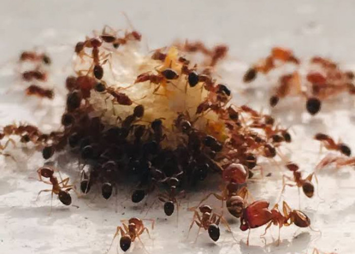 Cara Mengusir Koloni Semut tanpa Membunuhnya